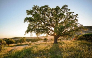 destination umanize Alentejo